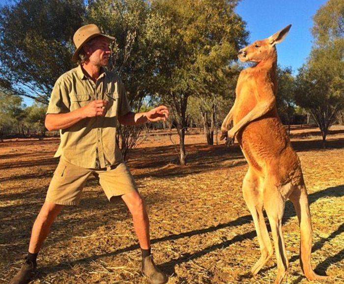 Meet Roger, The Most Muscular Kangaroo On The Planet