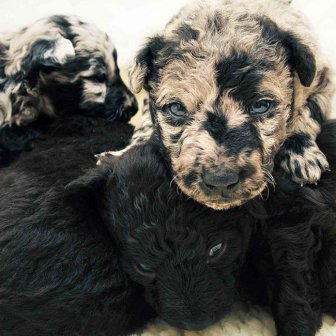 Dogs Look Very Different When They're Only 3 Weeks Old