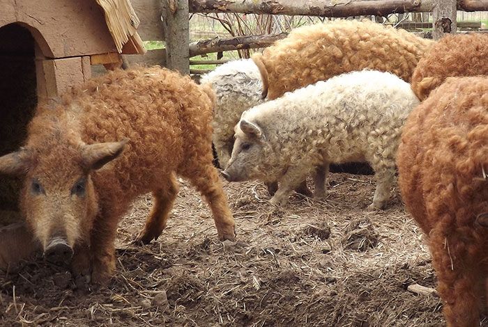 These Fuzzy Creatures Look More Like Sheep Than Pigs