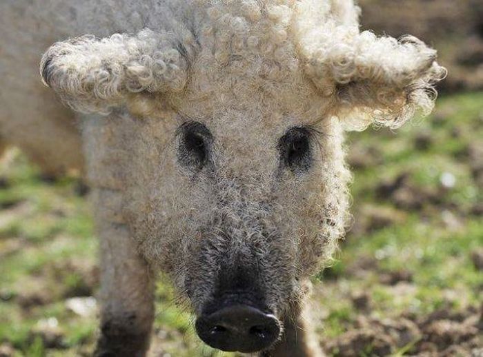 These Fuzzy Creatures Look More Like Sheep Than Pigs