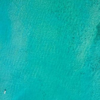 Thousands Of Sharks Spotted Swimming Close To The Beaches Of Florida