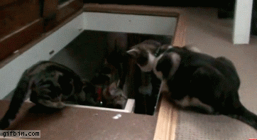 Daily GIFs Mix, part 793