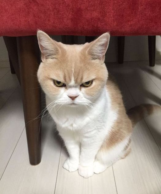 The Japanese Grumpy Cat Is Even More Miserable Than The Original