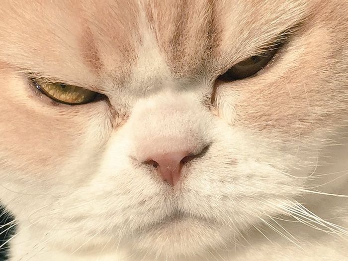 The Japanese Grumpy Cat Is Even More Miserable Than The Original