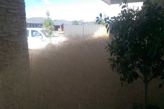 This Australian Town Is Being Taken Over By Panic Grass