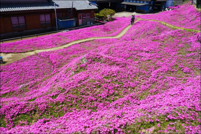 Chinese Man Creates Giant Flower Garden For His Blind Wife