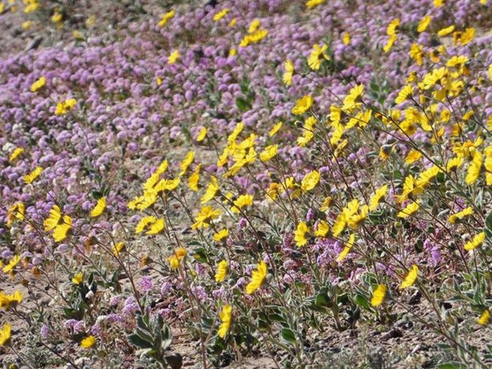 Death Valley Is Home To Some Of The Most Beautiful Flowers