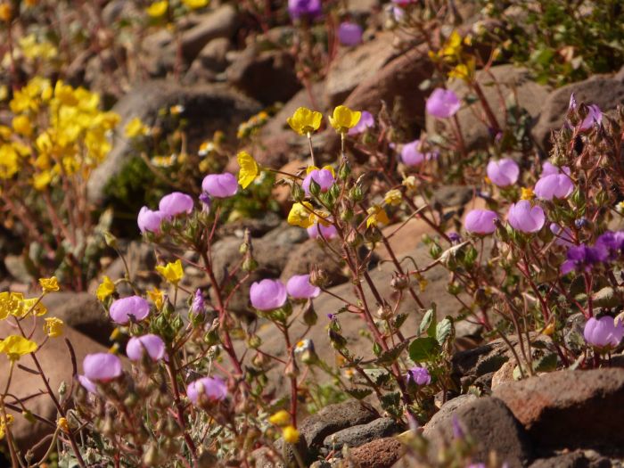 Death Valley Is Home To Some Of The Most Beautiful Flowers
