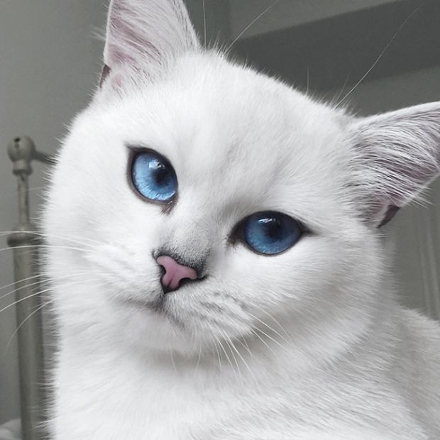 Be Careful Because You Might Get Lost In This Cat's Beautiful Eyes