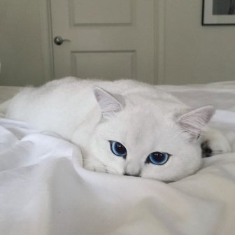 Be Careful Because You Might Get Lost In This Cat's Beautiful Eyes