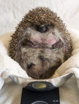 This Overweight Hedgehog Had To Be Put On A Diet