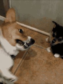 Gifs That Show Pets Making The Cutest Mistakes Ever