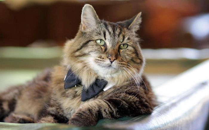 The World's Oldest Cat Was Recently Adopted From A Shelter