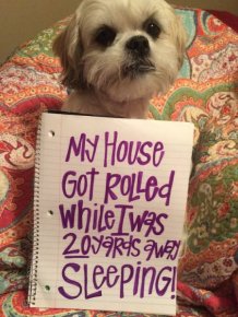 Dog Shaming Never Stops Being Funny