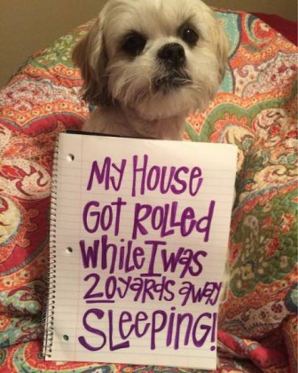 Dog Shaming Never Stops Being Funny
