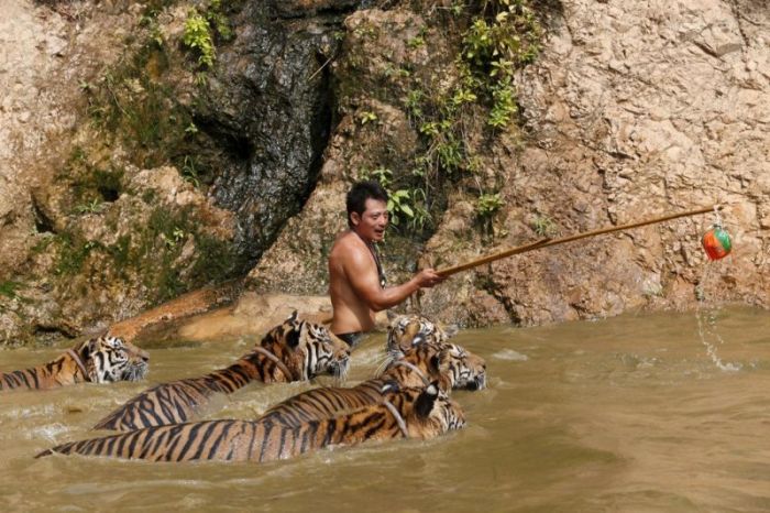 Thailand Has Its Very Own Tiger Temple