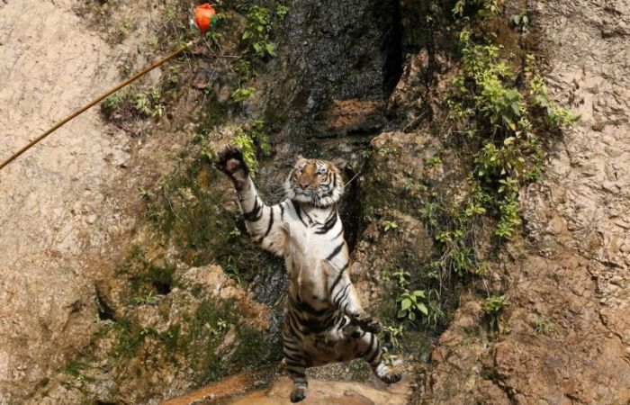 Thailand Has Its Very Own Tiger Temple