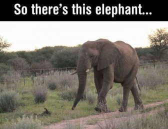 Photos That Prove Elephants Aren't Just Smart, They're Also Polite