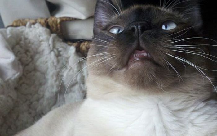 Cats That Got A Taste Of Catnip And Couldn't Get Enough