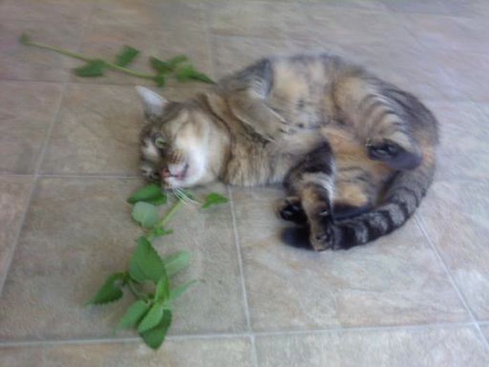 Cats That Got A Taste Of Catnip And Couldn't Get Enough