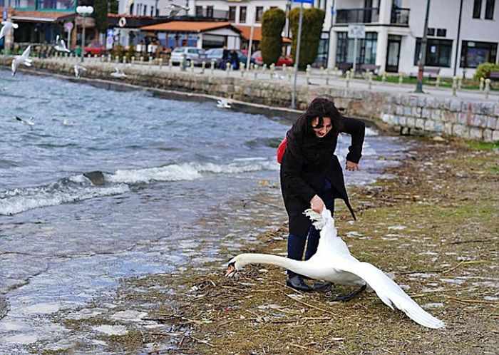 A Swan Died Just So This Woman Could Take A Selfie