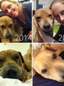 Before And After Photos Of Animals Who Found Their Forever Homes