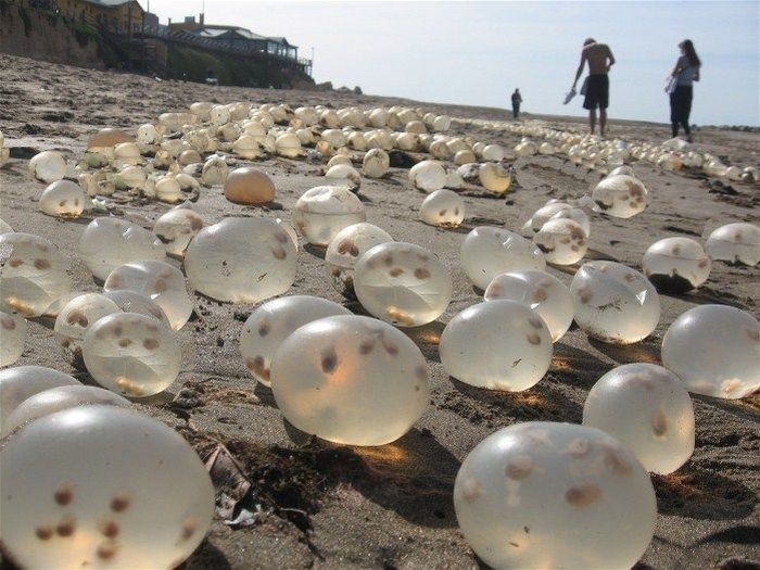 23 Strange And Rare Items People Found On The Beach
