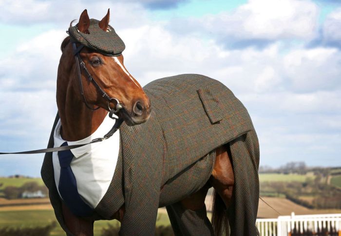This Horse Looks Absolutely Stunning In A Three Piece Suit