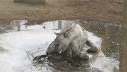 Adorable Animals That Can Rip You In Half
