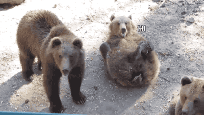 Adorable Animals That Can Rip You In Half