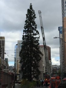 A Man In Seattle Has Climbed An 80-Foot Tree And He Won't Come Down