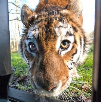 Up Close And Personal With Some Of The World's Most Dangerous Animals