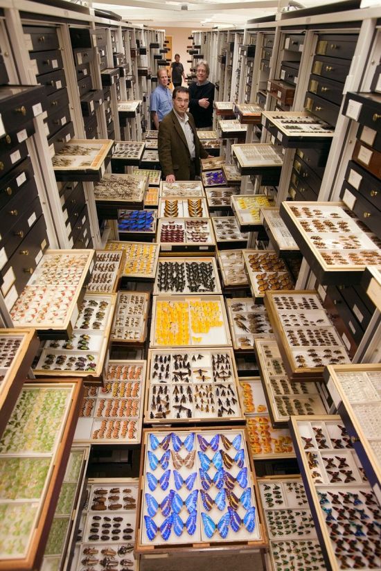 An Inside Look At The Specimen Collections At The Smithsonian's Museum Of Natural History