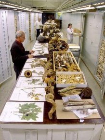 An Inside Look At The Specimen Collections At The Smithsonian's Museum Of Natural History