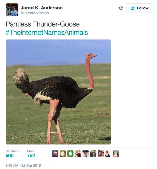 Animals Get New Names Courtesy Of The Internet