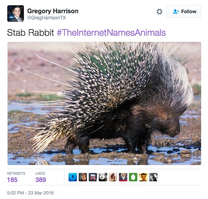 Animals Get New Names Courtesy Of The Internet