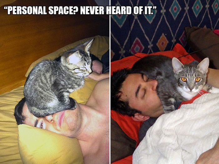 Magical Moments That All Cat Owners Can Relate To