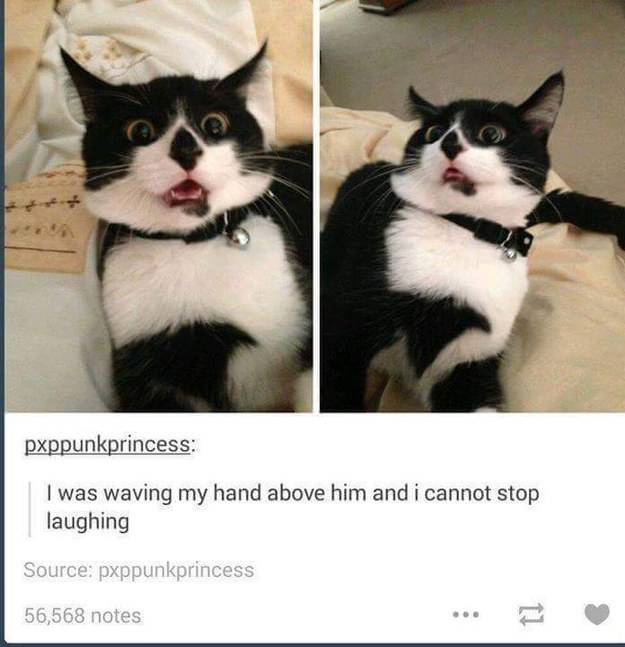 Cat Pictures That Will Never Not Be Funny
