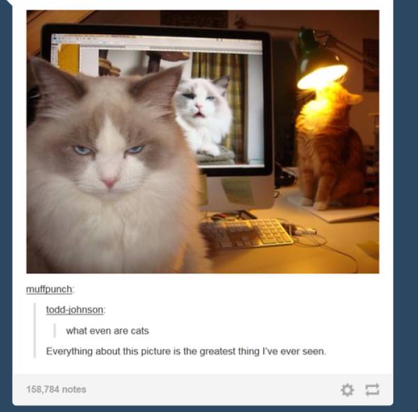Cat Pictures That Will Never Not Be Funny