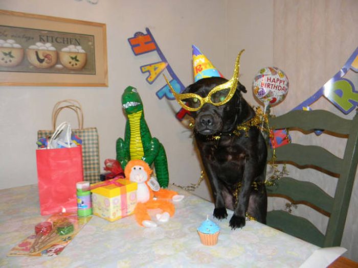 Sometimes Animals Have Cooler Birthday Parties Than Humans