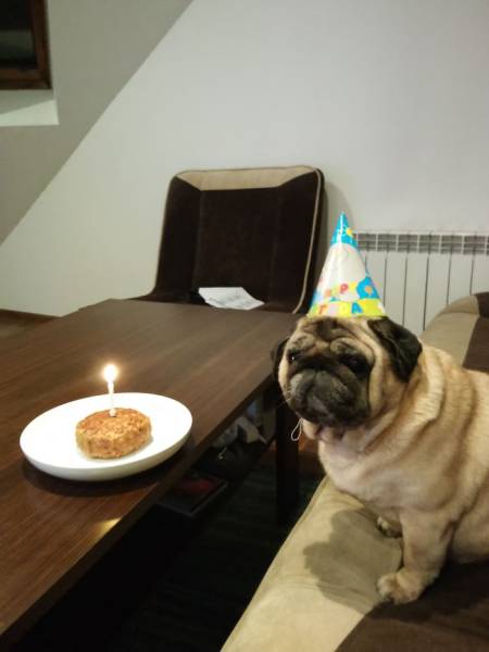 Sometimes Animals Have Cooler Birthday Parties Than Humans