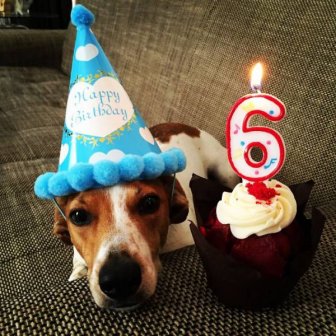 Sometimes Animals Have Cooler Birthday Parties Than Humans