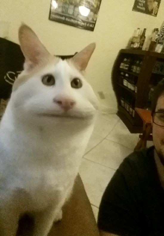 Snapchat Filters Are So Much Funnier When You Use Them On Animals | Animals
