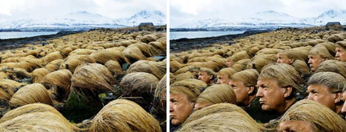 Scientists Have Now Discovered Where Donald Trump Grows His Hair