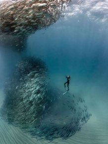Underwater Photographer Captures An Incredible Marine Tornado