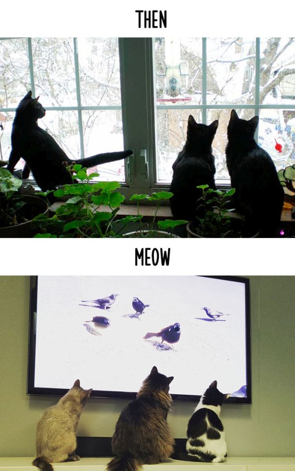 How Technology Has Impacted The Lives Of Cats