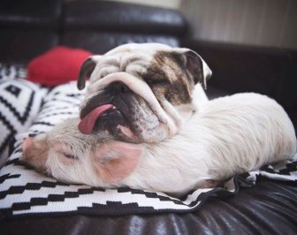 A Cute Pig Grew Up With Three Dogs And Now She Thinks She's One Of Them