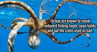 Wild Facts That Are Strange But True