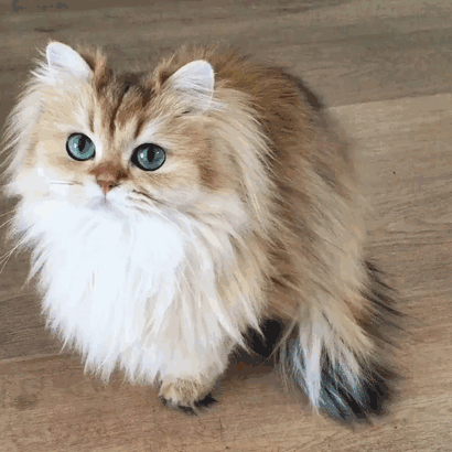 Smoothie Is Instagram's Most Photogenic Cat