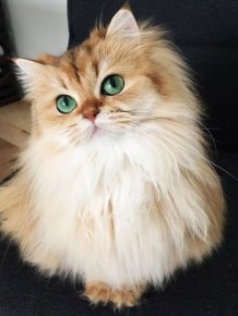Smoothie Is Instagram's Most Photogenic Cat